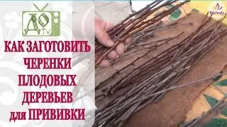 Как заготовить ЧЕРЕНКИ ПЛОДОВЫХ ДЕРЕВЬЕВ для последующей ПРИВИВКИ