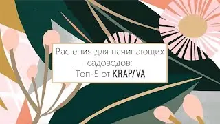 Растения для начинающих садоводов: топ-5 от KRAPIVA. Растения для дома II Westwing Russia How-To
