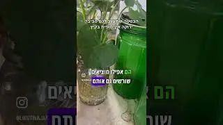 עיצוב סביבה ירוקה אינסופית בקיץ החם, מבטטה אחת בלבד!