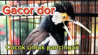 Jalak suren Gacor teriak triak jadi sapam rumah