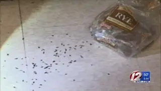 Roxbury Stop and Shop Remains Closed After Health Inspections