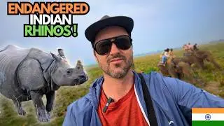 Rhino & Elephant Safari in ASSAM 🇮🇳 Pobitora Wildlife Sanctuary
