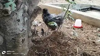 second Day Out: Hen and Chicks Explore the World After 21 Days of Incubation
