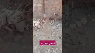 Desi chikens 🥰😍😘