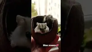 Мои Хомки / Мои домашние животные / 