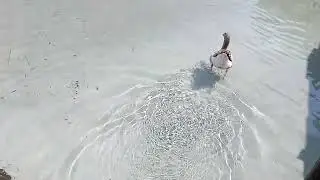 Kazlar #fish #fishing #kaz #kazlar #hayvan #hayvanlar #kuşlar #kuş #bird #goose #duck #av #viaport