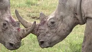 INCREDIBLE RHINO FIGHT (ANIMALS FIGHTING TO DEATH)