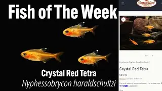 Crystal Red Tetra Hyphessobrycon haraldschultzi #imperialtropicals #fishtank #Crystaredtetra