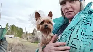 А у меня гости, помогли убрать дрова.