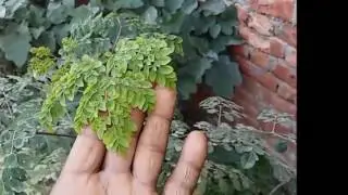 Sahajan {Moringa}  health benefit || सहजन के फायदे