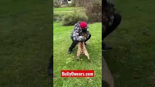 This big baby likes to play and doesn’t know she is HUGE!! 7 month XL Bully (10 November 2022)