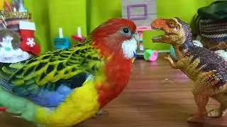 My Eastern Rosella is Funny
