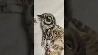 Пушистые колобочки- дочки и сыночки 🥰