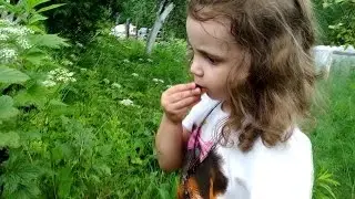 дача | Собираем клубнику и черешню