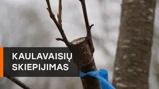 Kaulavaisių skiepijimas