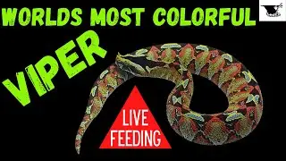 Rhino Viper Care Guide: Everything You Need To Know