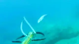 Pescasub: Testa dura