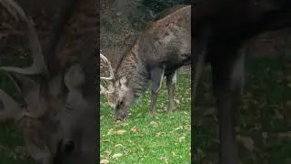 JELEŃ W OGRODZIE