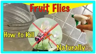 How to Get Rid of Fruit Flies Naturally and Fast - (2 minutes)