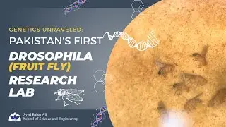 Inside Fly Lab: Pioneering Research on Cell Identity and Fate