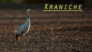 Cranes in november