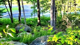 CAMPGROUND NATURE SOUNDS | NEW ENGLAND | LAKE