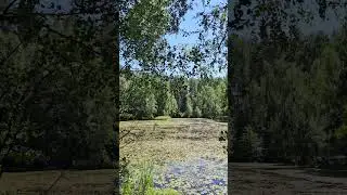лето.. июль