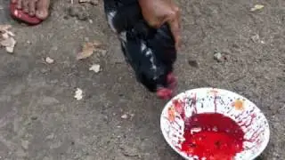 Slaughter chickens for lunch!!