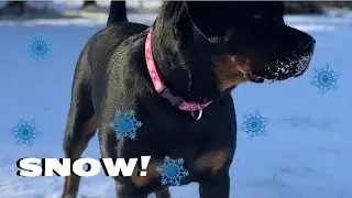Kenzie Went In The Snow!