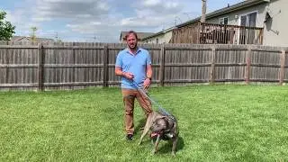 Stopping Thor's Fence Fighting with Other Dogs
