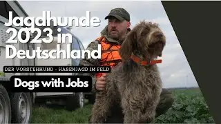 Arbeit von Jagdhunden 2023- der Vorstehhund