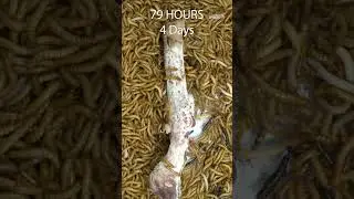Mealworms vs Goat's Foot #timelapse #goinside #timelapsevideo #mealwormseating  #Goatgoot