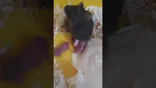 birth of hamsters