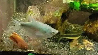Moonlight Gourami Is One Of My Favorite Fish (Trichopodus microlepis)