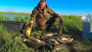 Fishing in CARP PARADISE! 30 kg CARP PER NIGHT! WILD CARP FISHING CRAZY! MIKATSU, ANDROMEDA