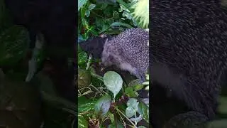 Їжак