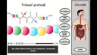Tráveni, část 12: Žaludek - trávení proteinů