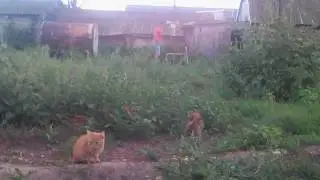 Без рук