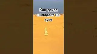 Нападение сокола на гуся , жесть 😬