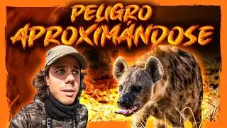 ❗HIENA a pocos metros en el LAGO NAKURU❗| Safari Fotográfico en KENIA #3