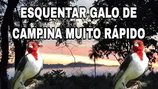 GALO CAMPINA BATENDO FOGO PARA FAZER  O SEU CANTAR.