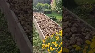 Урожай картошки, выращенной под соломой. Сорт Импала