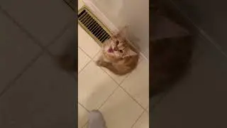 I’m just trying to brush my teeth