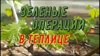 Зеленые операции в теплице. Виноградник Вадима Точилина