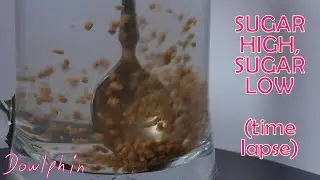 Sugar High, Sugar Low (time lapse)