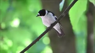 Как поет МУХОЛОВКА-БЕЛОШЕЙКА #голосаптиц