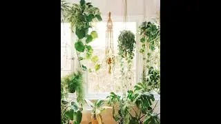 EASY PLANT HANGER ICool