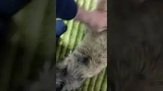 А как разговаривают ваши собаки?