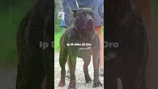 Some of our dogs mentioned by those from The Bully View