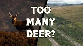 Why We Need a Deer Fence - Rewilding Lettoch